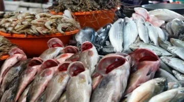 قائمة سوق العبور.. أسعار السمك اليوم واستقرار البوري عند مستويات جديدة